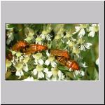 Rhagonycha fulva - Rotgelber Weichkaefer 04.jpg